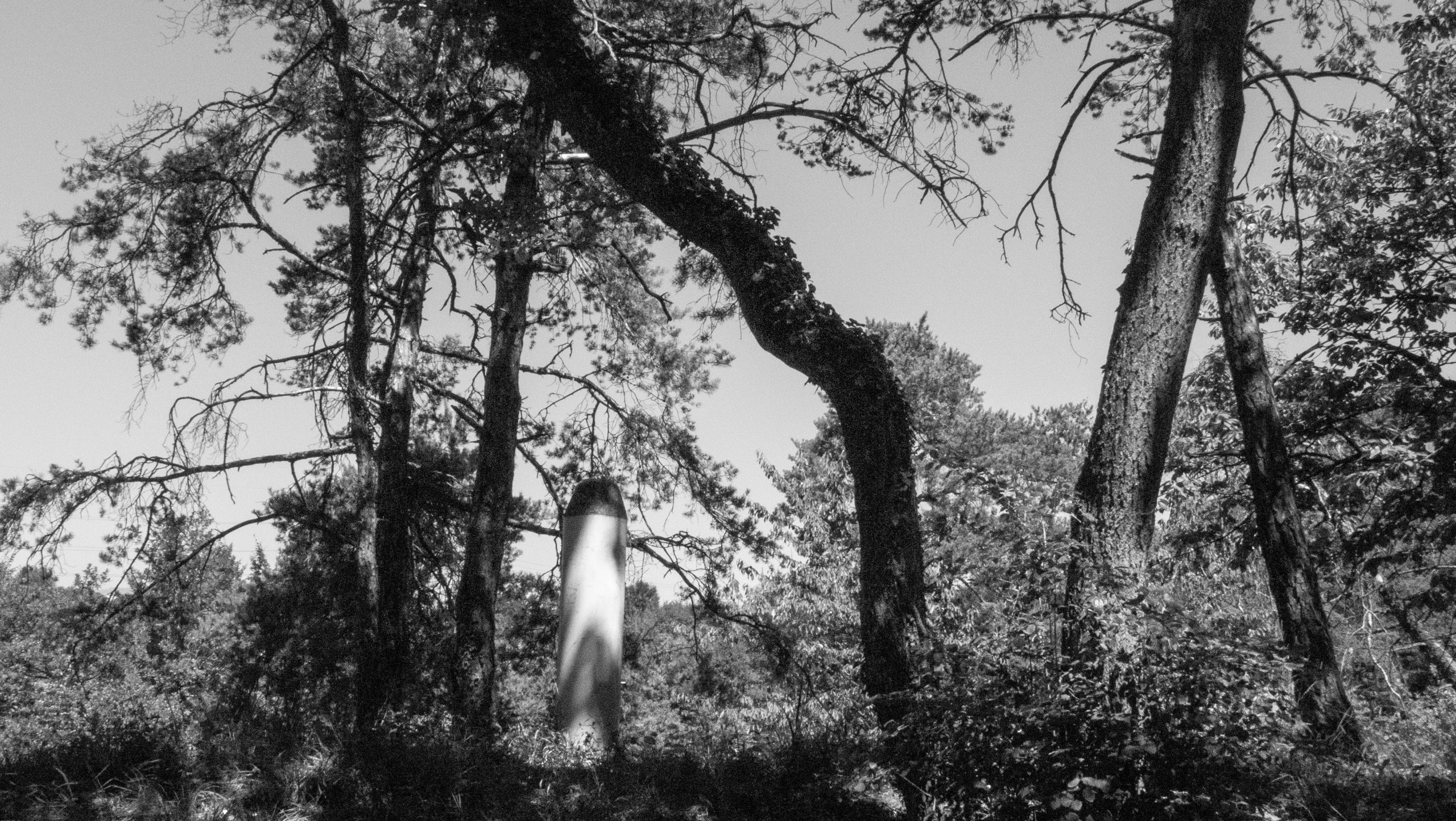 La forêt suspendue